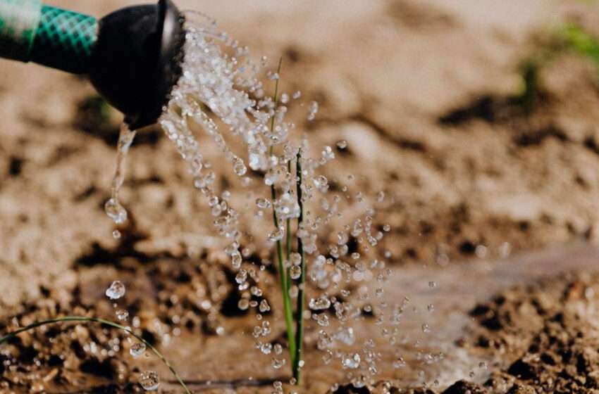  African Development Bank to stimulate African crops with $1B boost